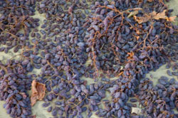 grapes drying