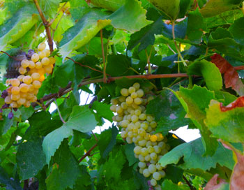 Grapes on vine